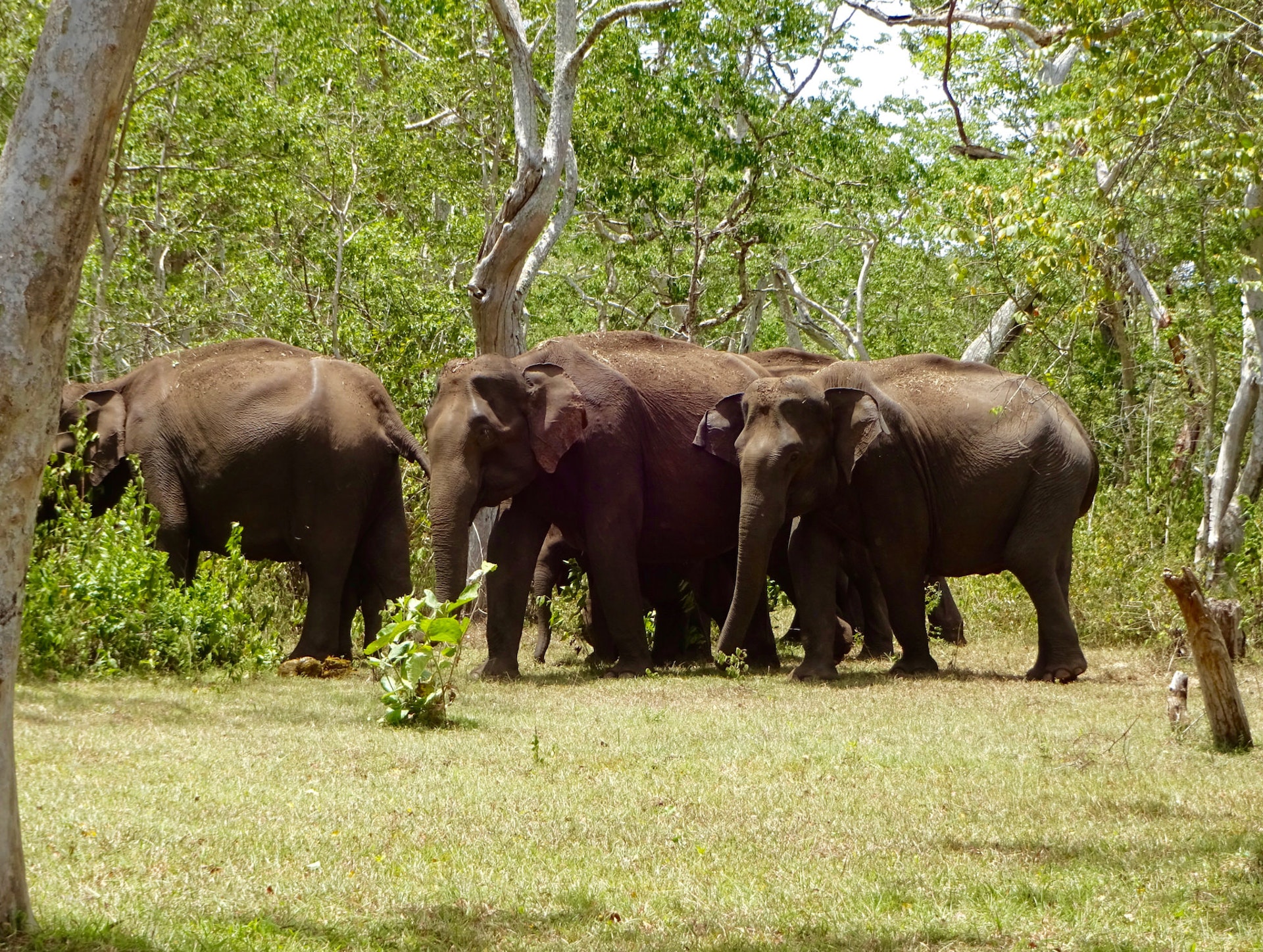 Elephants roaming in Mudumalai tiger reserve