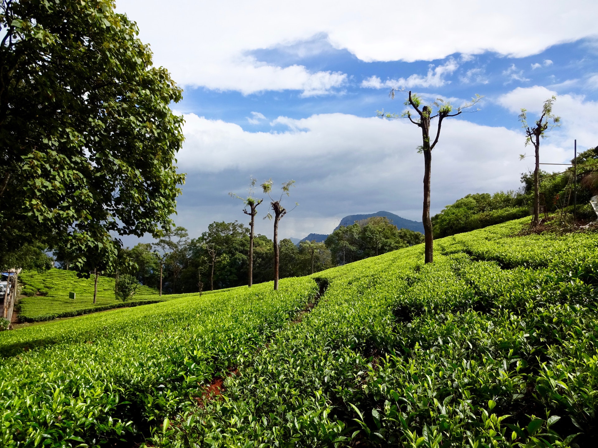 Tea plantations around Lamb’s Rock viewpoint near Coonoor